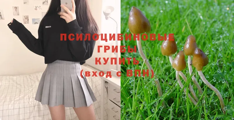 Псилоцибиновые грибы Psilocybe  купить наркотики сайты  Тверь 